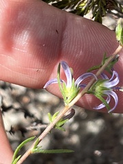 Wahlenbergia subulata