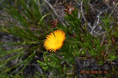 Lampranthus bicolor