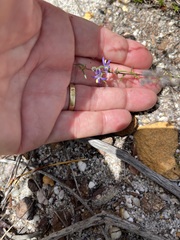 Wahlenbergia subulata