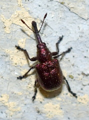 Rhynchites bacchus