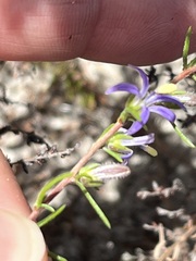 Wahlenbergia subulata