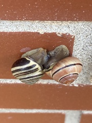 Cepaea nemoralis