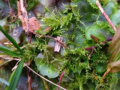 Cephalozia bicuspidata