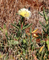 Carpobrotus edulis edulis