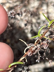 Wahlenbergia subulata
