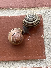Cepaea nemoralis