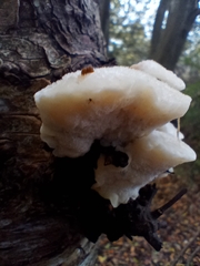 Amaropostia stiptica