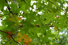 Quercus texana