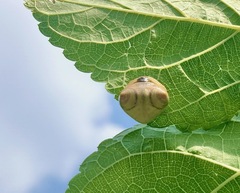 Cyrtarachne inaequalis