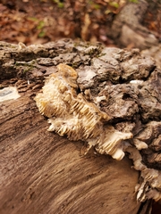 Radulomyces copelandii