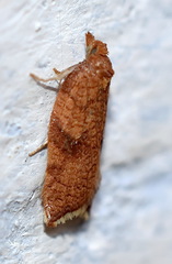 Acleris rhombana