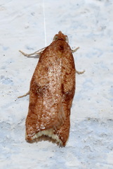 Acleris rhombana