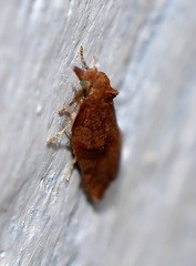 Acleris rhombana