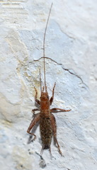 Arachnocephalus vestitus