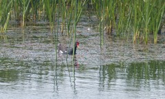 Gallinula chloropus meridionalis