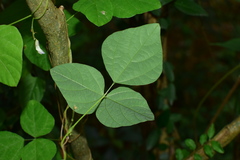 Amphicarpaea edgeworthii