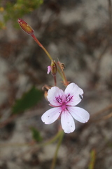 Pelargonium elegans