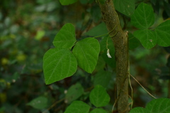 Amphicarpaea edgeworthii