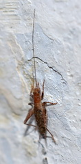 Arachnocephalus vestitus