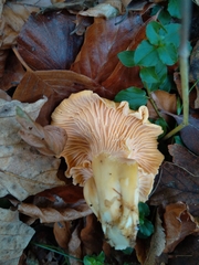 Cantharellus amethysteus