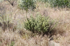 Asparagus rubicundus