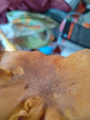 Cantharellus amethysteus