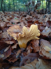 Cantharellus amethysteus