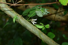 Amphicarpaea edgeworthii
