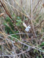 Silene vulgaris