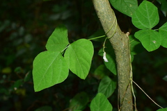 Amphicarpaea edgeworthii