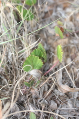 Pelargonium elegans
