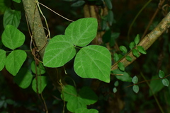 Amphicarpaea edgeworthii