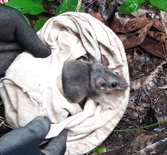 Ototylomys phyllotis