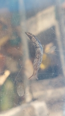 Deroceras reticulatum