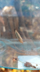 Deroceras reticulatum