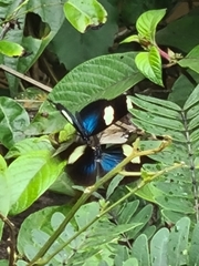 Heliconius