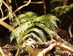Cyathea capensis