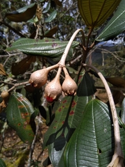 Chalybea macrocarpa