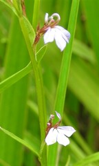 Lobelia anceps