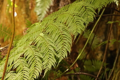 Cyathea capensis