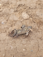 Bufotes viridis viridis