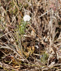 Metalasia pulchella