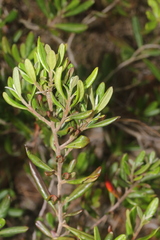 Diospyros glabra