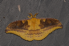 Syntherata janetta