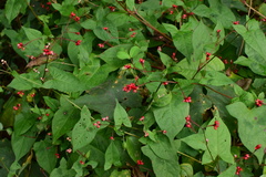 Persicaria sinica