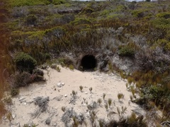 Hystrix africaeaustralis