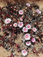 Lampranthus ceriseus