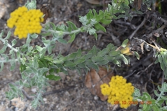Helichrysum dasyanthum