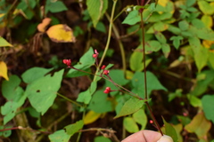 Persicaria sinica