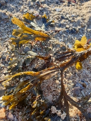 Fucus